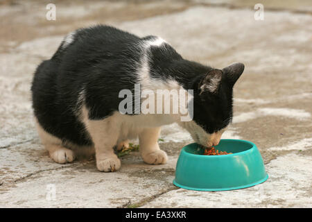 Chat domestique Banque D'Images