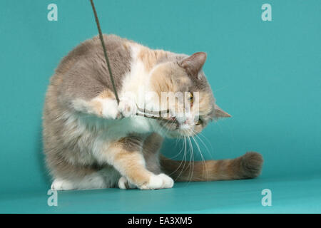 Jouant British Shorthair Banque D'Images