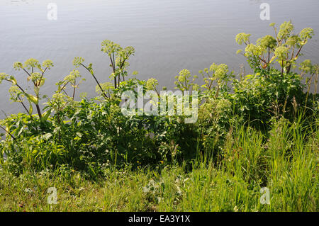 Angelica archangelica Banque D'Images