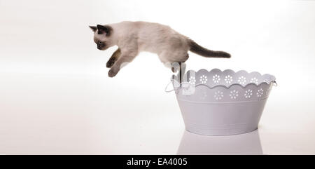 Portrait de chat British Shorthair Banque D'Images