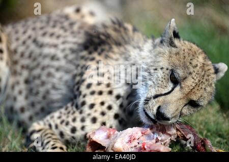 La prise d'un guépard sauvage en captivité Banque D'Images