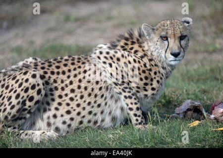 La prise d'un guépard sauvage en captivité Banque D'Images