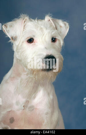 Parson Russell Terrier Portrait Banque D'Images