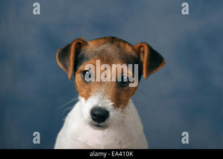 Parson Russell Terrier Puppy Banque D'Images