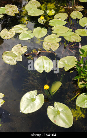 Nénuphar jaune Banque D'Images