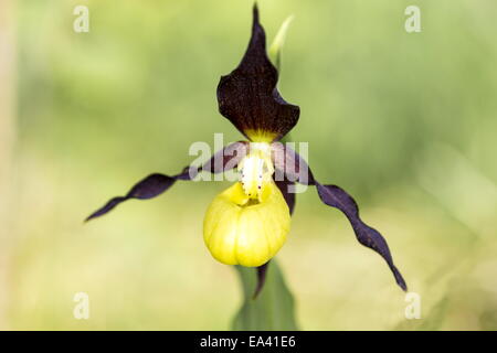 Sur l'orchidée, fleur Banque D'Images