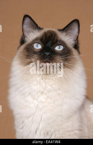 Portrait de Ragdoll Banque D'Images