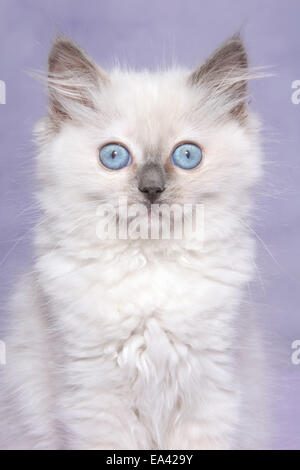 chaton Ragdoll Banque D'Images