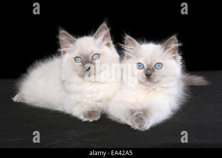 chaton Ragdoll Banque D'Images