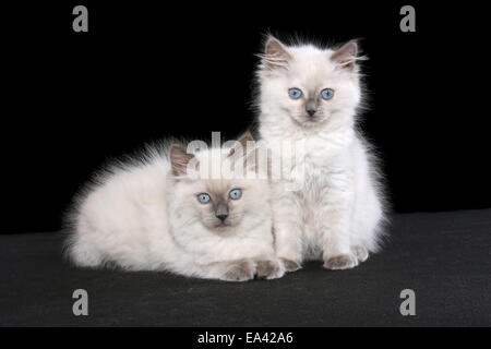 chaton Ragdoll Banque D'Images