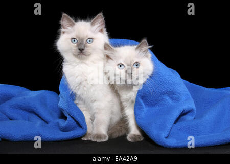 chaton Ragdoll Banque D'Images