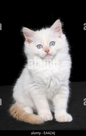 chaton Ragdoll Banque D'Images