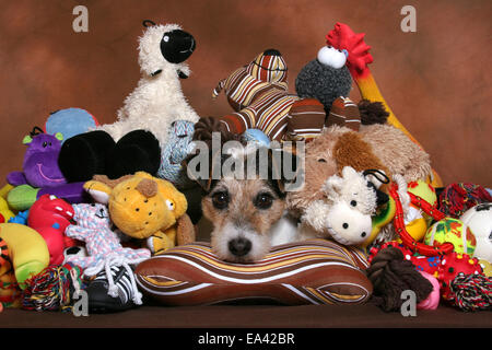 Parson Russell Terrier avec des jouets Banque D'Images