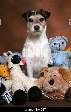 Parson Russell Terrier avec des jouets Banque D'Images