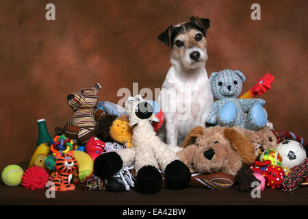 Parson Russell Terrier avec des jouets Banque D'Images