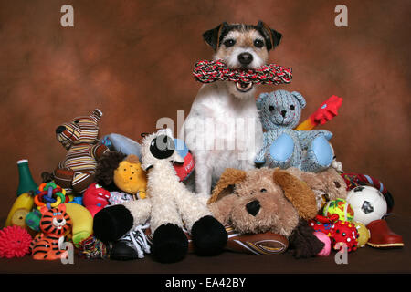 Parson Russell Terrier avec des jouets Banque D'Images