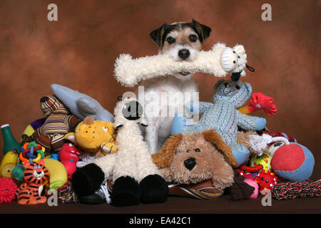 Parson Russell Terrier avec des jouets Banque D'Images