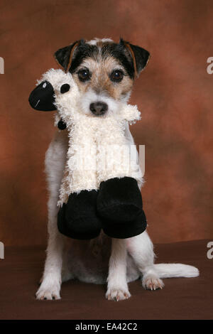 Parson Russell Terrier avec toy Banque D'Images