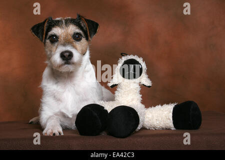 Parson Russell Terrier avec toy Banque D'Images