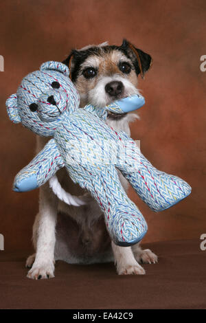 Parson Russell Terrier avec toy Banque D'Images