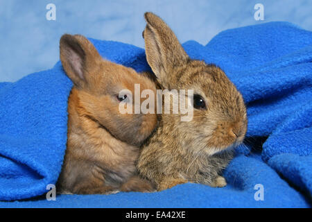 Jeune lapin nain Banque D'Images