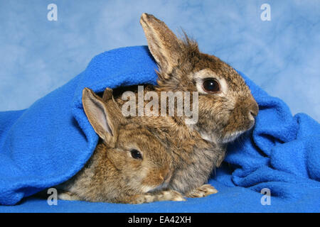 Jeune lapin nain Banque D'Images