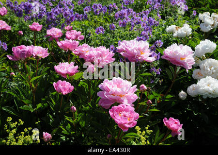 Pivoines chinoises Banque D'Images