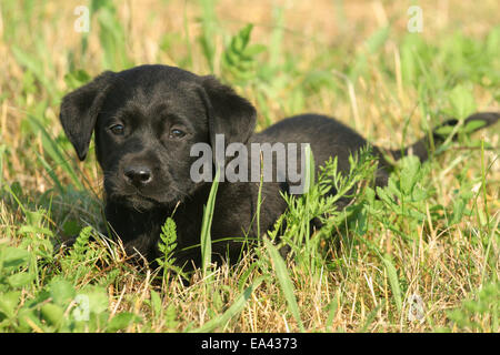 Labrador Retriever chiot Banque D'Images