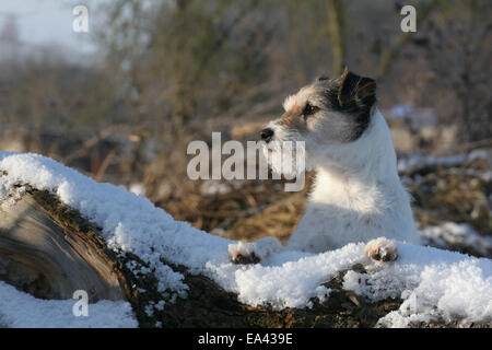 Parson Russell Terrier dans la neige Banque D'Images