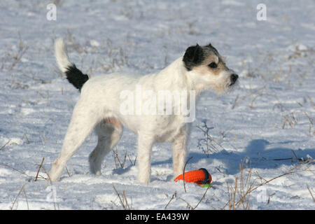 Parson Russell Terrier dans la neige Banque D'Images