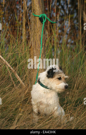 Parson Russell Terrier Banque D'Images