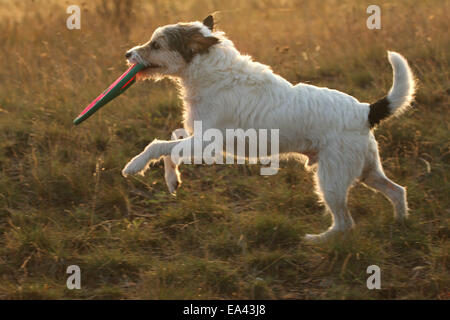 Jouer Parson Russell Terrier Banque D'Images