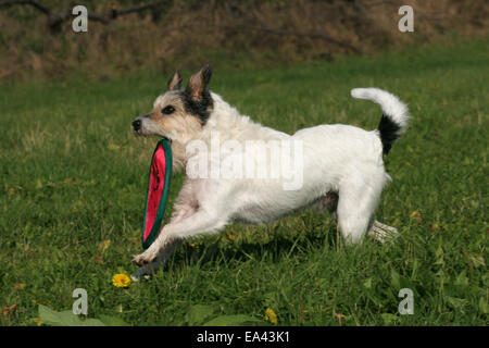 Jouer Parson Russell Terrier Banque D'Images