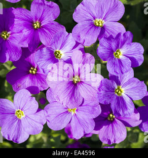 Aubrieta deltoidea Banque D'Images