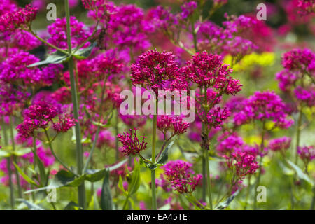 Silene viscaria Banque D'Images