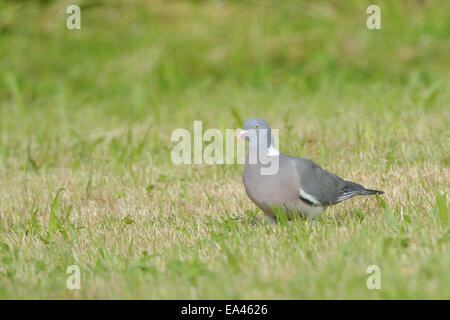 Pigeon ramier commun Banque D'Images