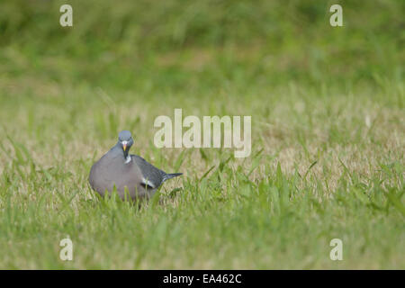 Pigeon ramier commun Banque D'Images