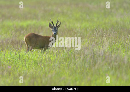 Red Deer Banque D'Images