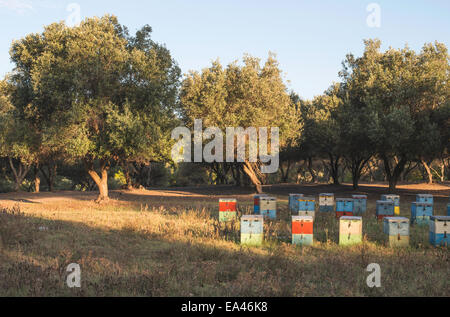 Ruches colorées. Des arbres sur l'arrière-plan Banque D'Images