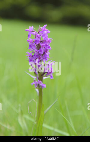 Début Marsh Orchid Banque D'Images