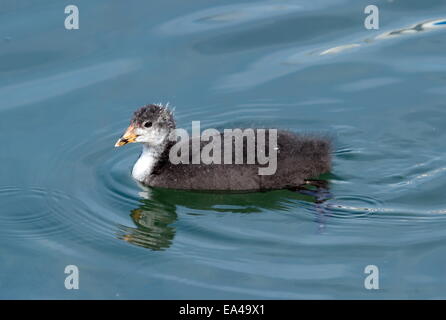 Foulque macroule (Fulica atra) baby Banque D'Images