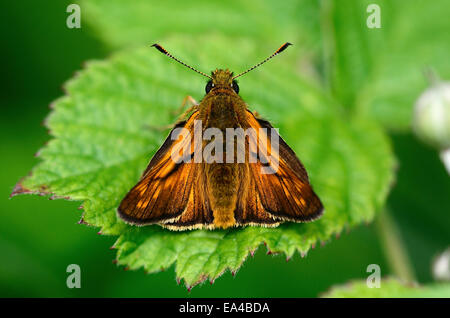Un grand patron au repos sur une feuille verte UK Banque D'Images
