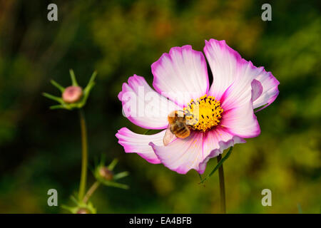 Une abeille sur une fleur de cosmos (Cosmos bipinnatus) dans un jardin (le jardin de Suzanne, Le Pas, Mayenne, Pays de la Loire, France). Banque D'Images