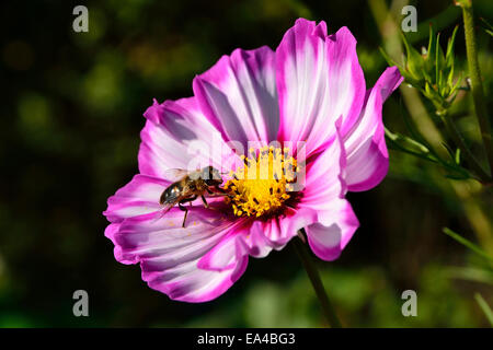 Une abeille sur une fleur de cosmos (Cosmos bipinnatus) dans un jardin (le jardin de Suzanne, Le Pas, Mayenne, Pays de la Loire, France). Banque D'Images