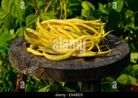 La récolte des haricots nains haricots (Phaseolus vulgaris), variété française : 'Rocqencourt', du potager. Banque D'Images