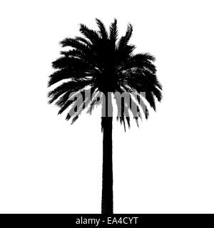 Black palm tree silhouette isolé sur fond blanc, texture photo détaillée Banque D'Images