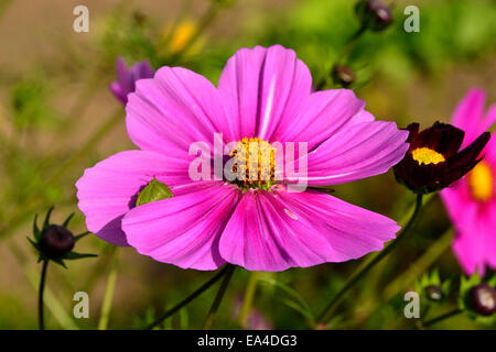 Green Shield bug (Palomena viridissima), assis sur une fleur de cosmos. Banque D'Images