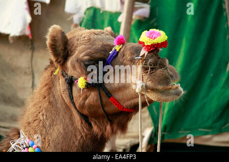 Les chameaux, visage, colorée, siège, désert, animaux de trait, camélidés, lait, Pushkar, Rajasthan, Inde. Banque D'Images