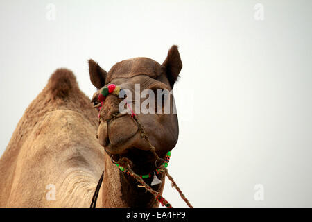 Les chameaux, désert, animaux de trait, camélidés, lait, Pushkar, Rajasthan, Inde. Banque D'Images