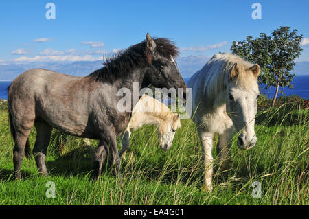 Chevaux sur une colline dans les pâturages, Chrani un village près de la ville de Kalamata dans le sud du Péloponnèse. Banque D'Images